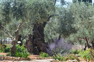 Garden of Gethsemane