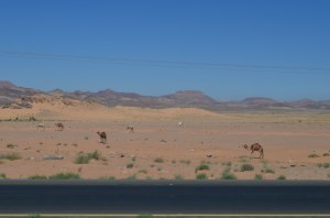 sea princess petra 017 (800x530)