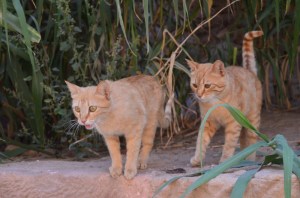 sea princess petra 093 (800x530)