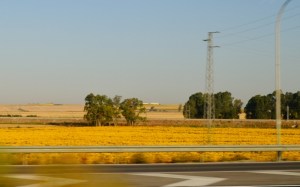 Sunflowers all the way to Seville