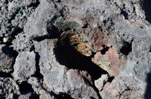 Hole from a tree where lava once flowed