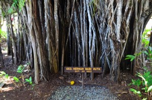 Banyan tree planted by Babe Ruth in 1935