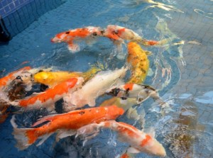 Koi in the pond at Ala Moana Shopping Centre