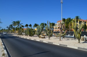 Cacti growing down the middle of the street near the beach