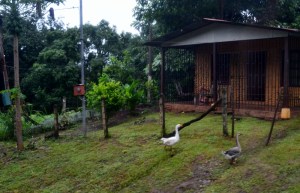 Sea Princess Costa Rica 017 (800x515)