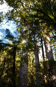 sea princess (bay of Ils) NZ 023 (530x800)