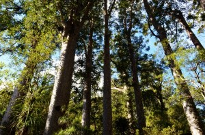 sea princess (bay of Ils) NZ 043 (800x530)