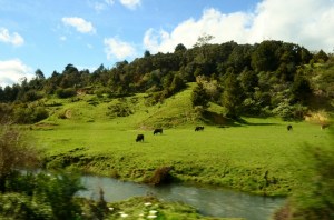 sea princess (bay of Ils) NZ 083 (800x530)