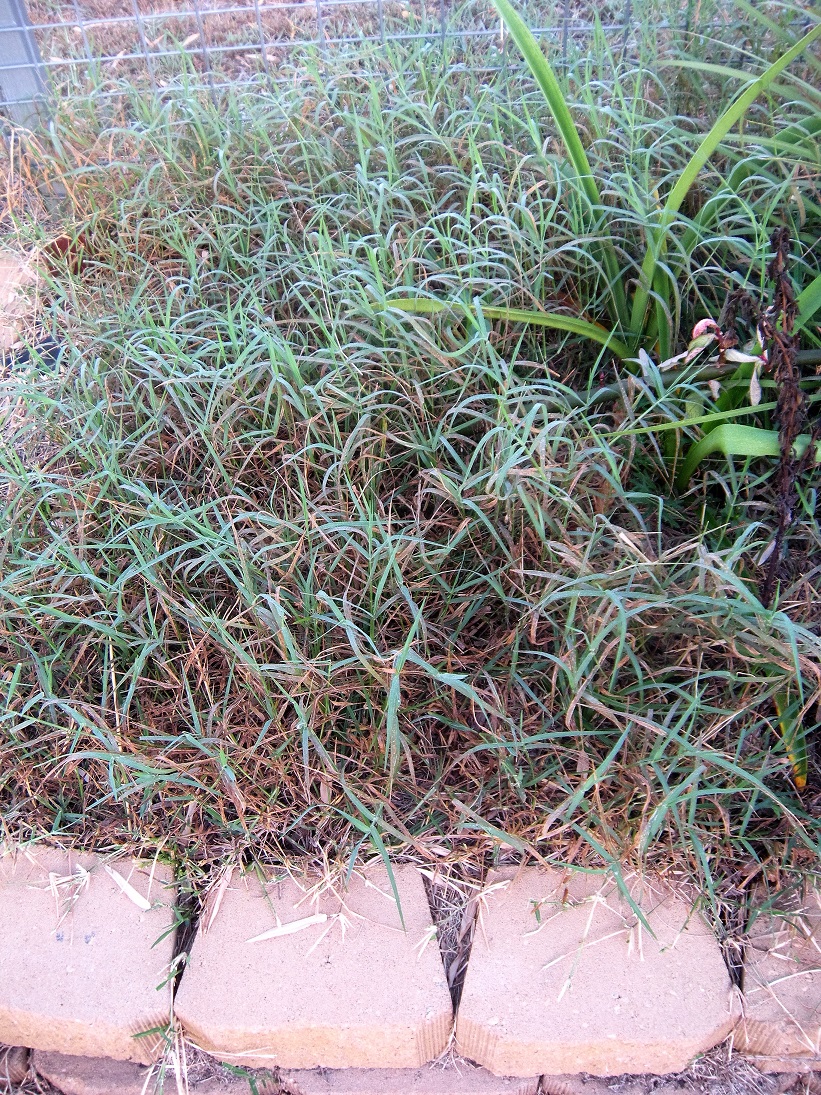 The grass has taken over the garden!