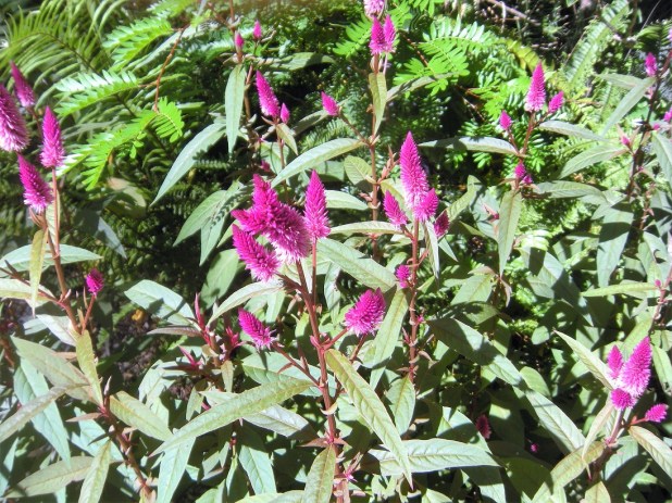 Open Garden Viola's Patch (5)