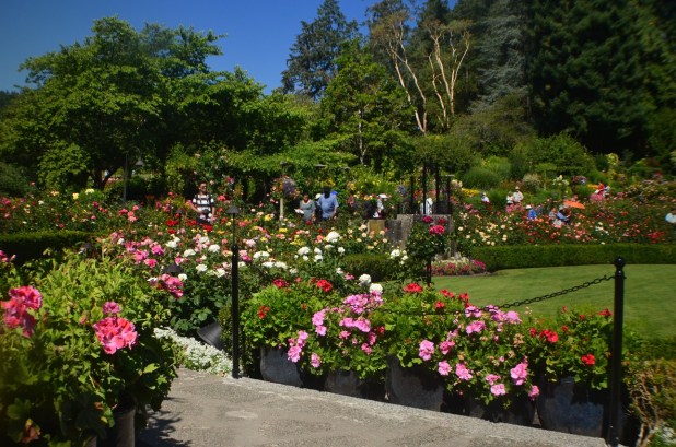 Butchart Gardens (7)