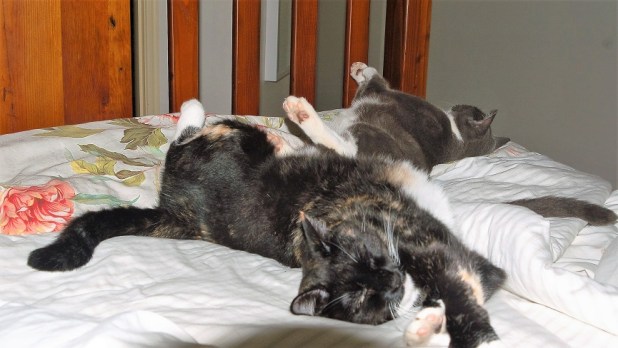Cats on bed